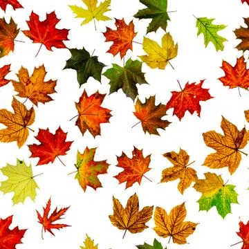 Maple leaf seamless pattern. Colorful maple foliage. Season leaves fall backg Stock Photos