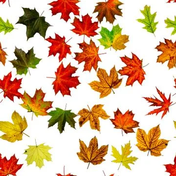 Maple leaf seamless pattern. Colorful maple foliage. Season leaves fall backg Stock Photos