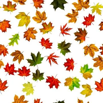 Maple leaf seamless pattern. Colorful maple foliage. Season leaves fall backg Stock Photos