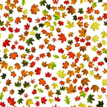 Maple leaf seamless pattern. Colorful maple foliage. Season leaves fall backg Stock Photos