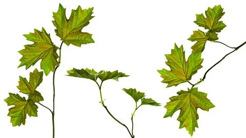 Maple leaf set. Isolated. Spring young greenery for decoration. Stock Photos