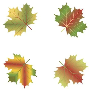 Maple leaf set isolated on white background. Иллюстрация