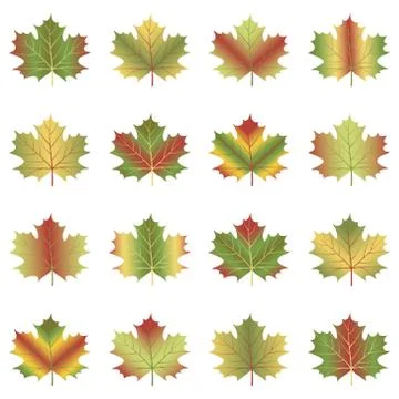 Maple leaf set isolated on white background. 스톡 일러스트