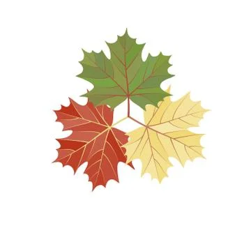 Maple leaf set isolated on white background. Stock Illustration