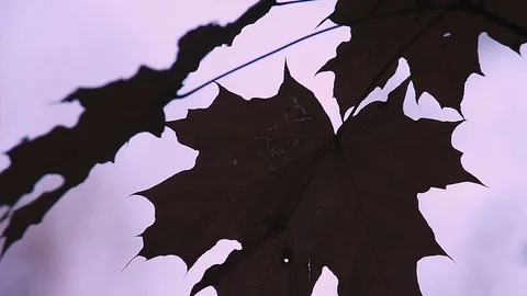 Maple leaf in the shade in autumn 動画素材 116173450
