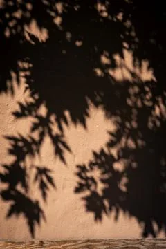 Maple leaf shadows cast across a warm orange wall on a sunny autumn day Stock Photos