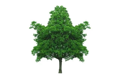 Maple leaf shape tree Stock Illustration