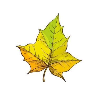 Maple Leaf Shaped Foliage Isolated Icon Vector Stock Illustration