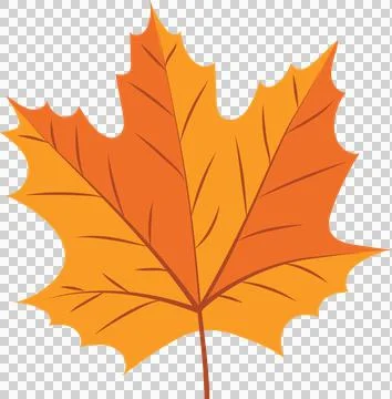 Maple leaf is showing orange veins in flat vector design, transparent Illustrazione stock