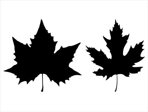 MAPLE LEAF SILHOUETTE イラスト素材
