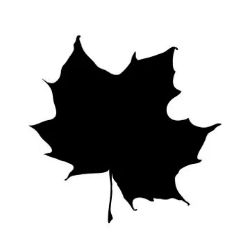 Maple leaf silhouette isolated on white background.  Stock Illustration