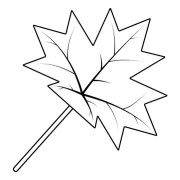 Maple leaf silhouette vector symbol icon design. Stock Illustration