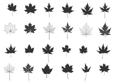 Maple leaf silhouettes, Maple leaf icon, Maple leaf vector illustration Stock Illustration