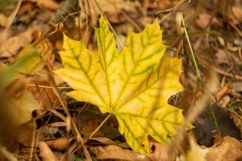 Maple leaf. Single yellow fall tree nature pattern Foto stock