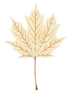 Maple leaf skeleton 스톡 일러스트