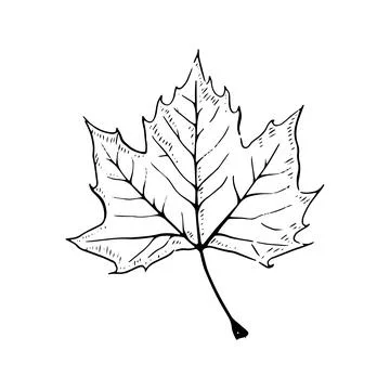Maple leaf sketch Stock Illustration