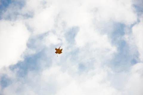 Maple leaf in the sky. Autumn maple leaf flying away against the blue sky wit 스톡 사진