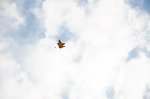 Maple leaf in the sky. Autumn maple leaf flying away against the blue sky wit Stock Photos