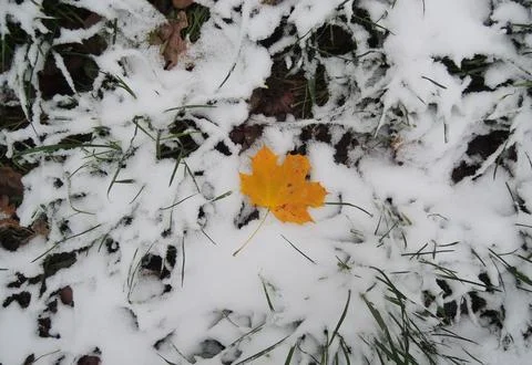 Maple Leaf On A Snow Covered With Green Grass Texture Background Stock Photos