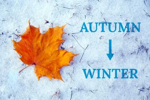 Maple leaf on snow Stock Photos