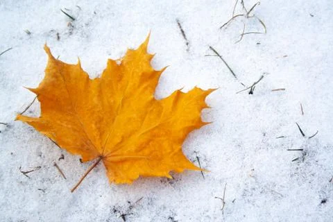 Maple leaf on snow Stock Photos