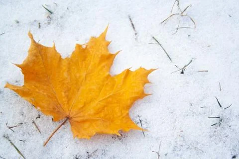 Maple leaf on snow Stock Photos