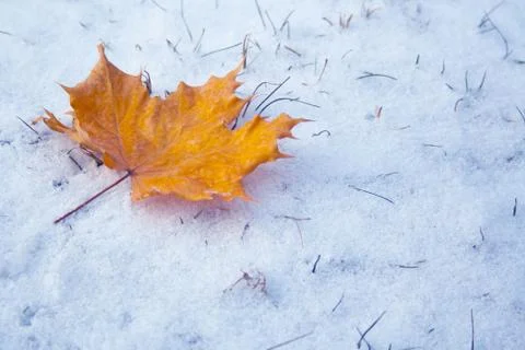 Maple leaf on snow 스톡 사진