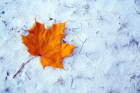 Maple leaf on snow Stock Photos