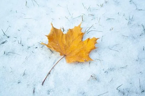 Maple leaf on snow Stock Photos