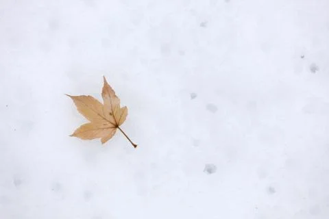 Maple leaf on the snow Stock Photos