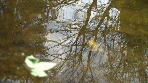 Maple leaf on still water surface in park, mirror reflection of maple leaf and Video stock 107558930
