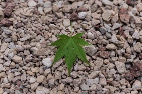 A maple leaf on a stone. A maple leaf close up. Stock Photos