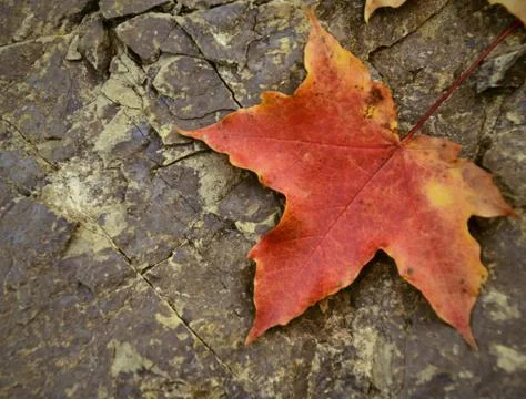 Maple leaf on stone 写真素材