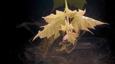 Maple leaf submerged in dark water with amber pigment Stock Footage 332413574