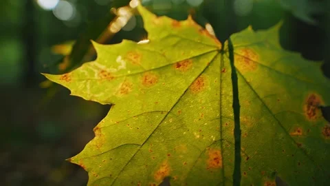 Maple leaf in the sun closeup Stock Footage 273007739