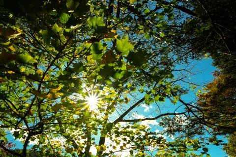 Maple leaf sunburst on background Stock Photos