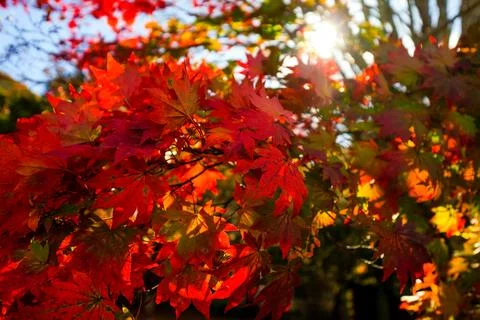 Maple leaf sunburst on background Stock Photos