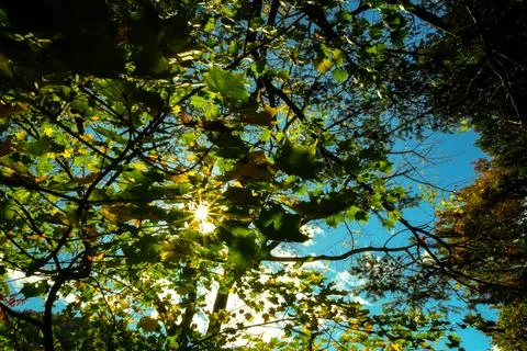 Maple leaf sunburst on background Stock Photos