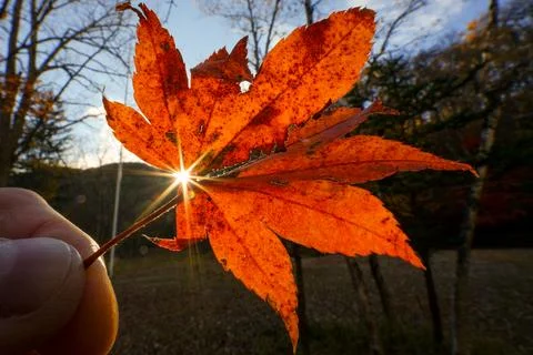 Maple Leaf with sunburst Stock Photos