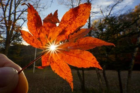 Maple Leaf with sunburst Stock Photos