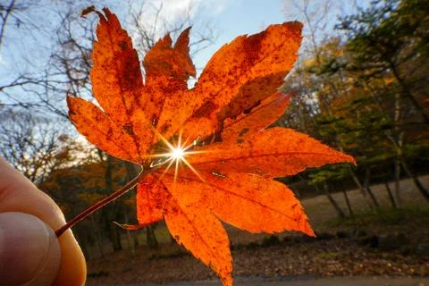 Maple Leaf with sunburst Stock Photos