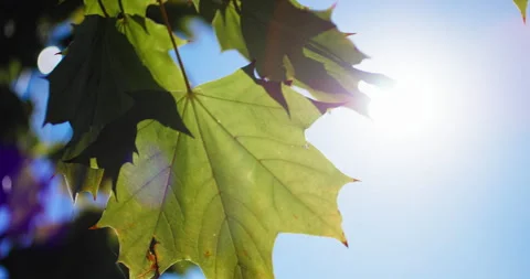 Maple leaf in sunlight Stock Footage 318090222