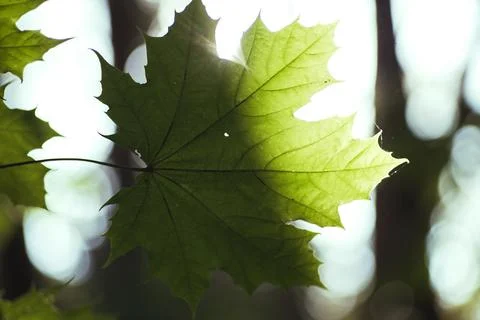 Maple leaf in sunlight in the forest Stock Photos