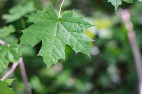 Maple leaf in sunlight Stock Photos