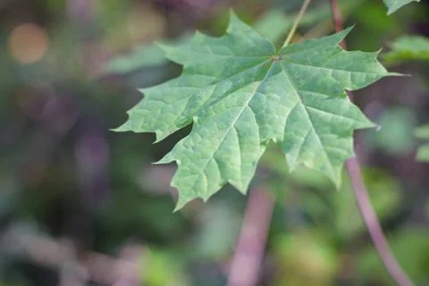 Maple leaf in sunlight Stock Photos