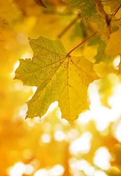 Maple leaf in sunshine Foto stock
