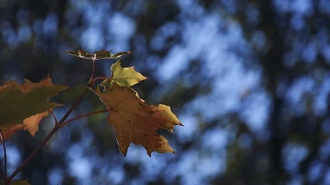 Maple leaf sways in autumn 動画素材 116173285