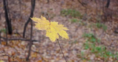 Maple leaf sways on a branch Stock Footage 220667271
