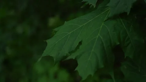 A maple leaf sways in the wind Stock Footage 339977877