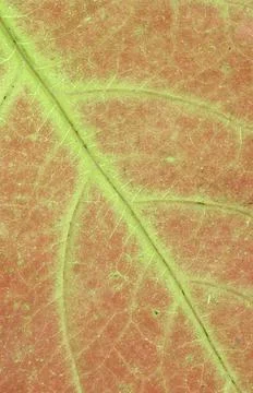 Maple leaf sycamore maple Acer pseudoplatanus Germany Europe Stock Photos